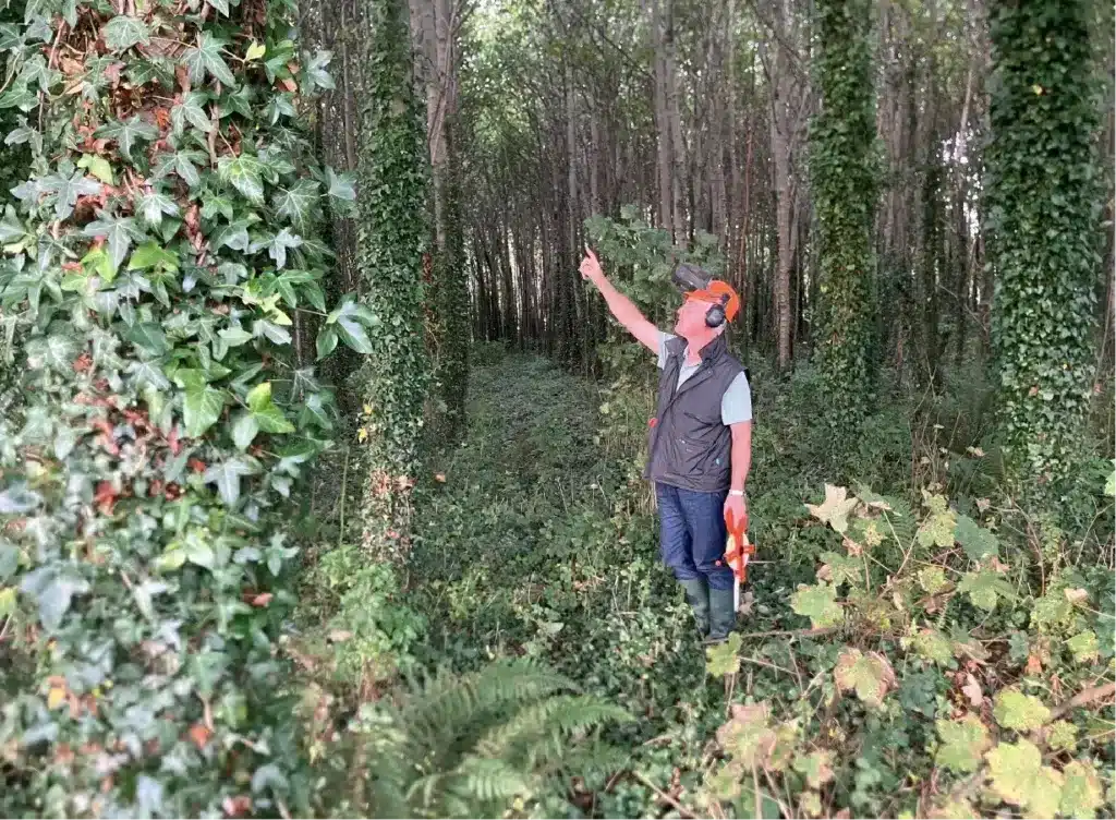 Forester in hi-vis looking up at trees in a broadleaf woodland