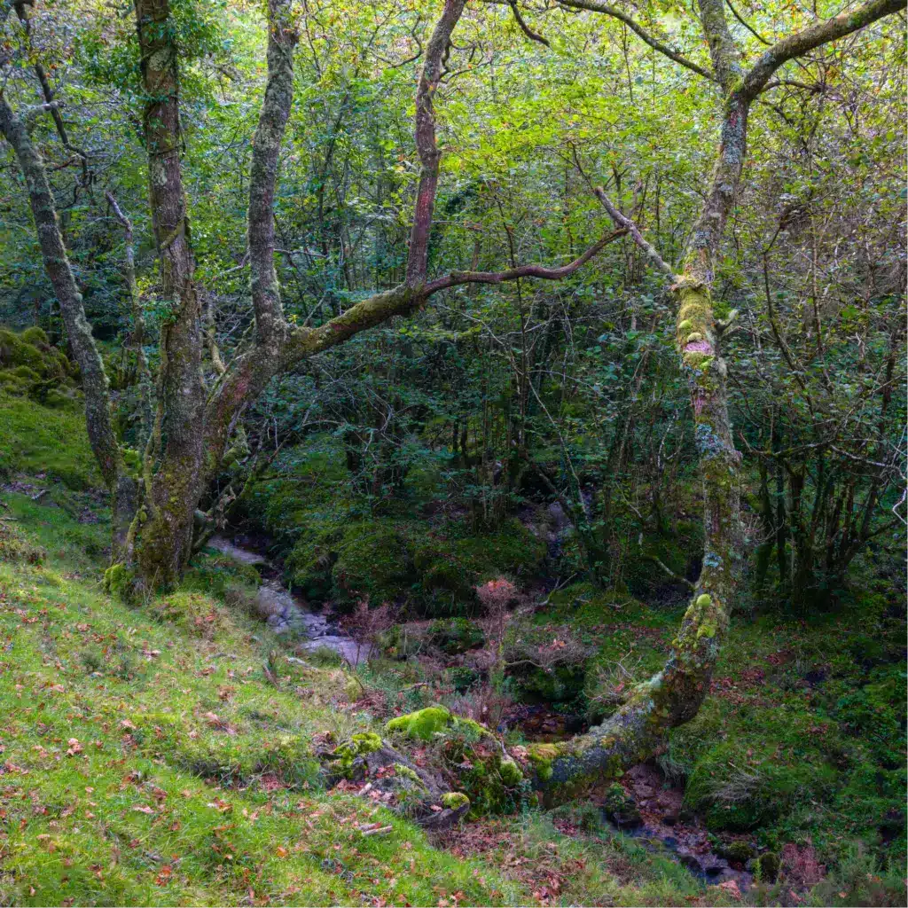 Mossy woodland with a stream